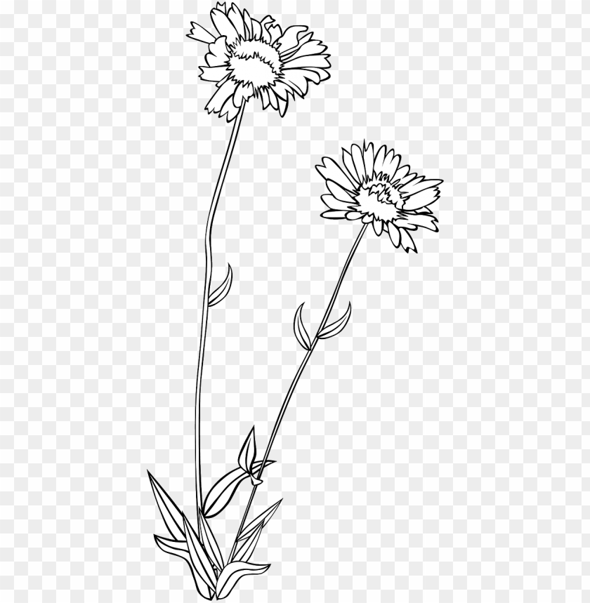 background, draw, flower, sketch, west, pencil, floral