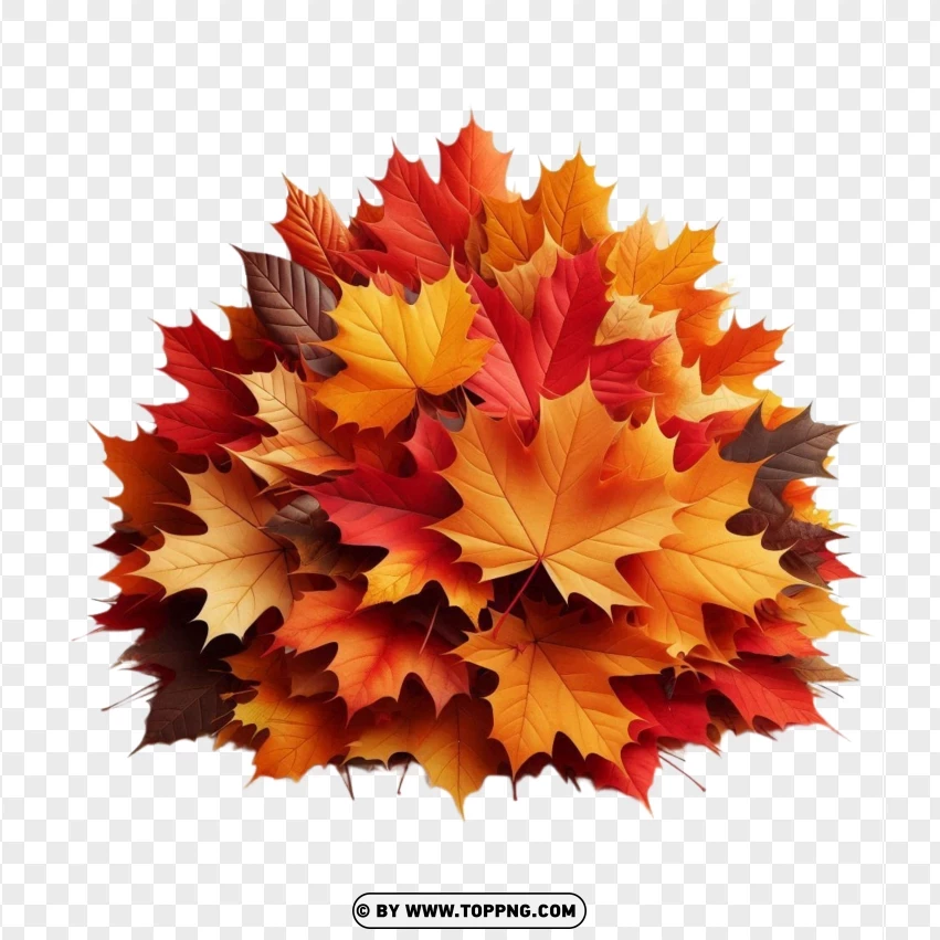 Vibrant Collection Of Fall Leaves PNG Transparent Background