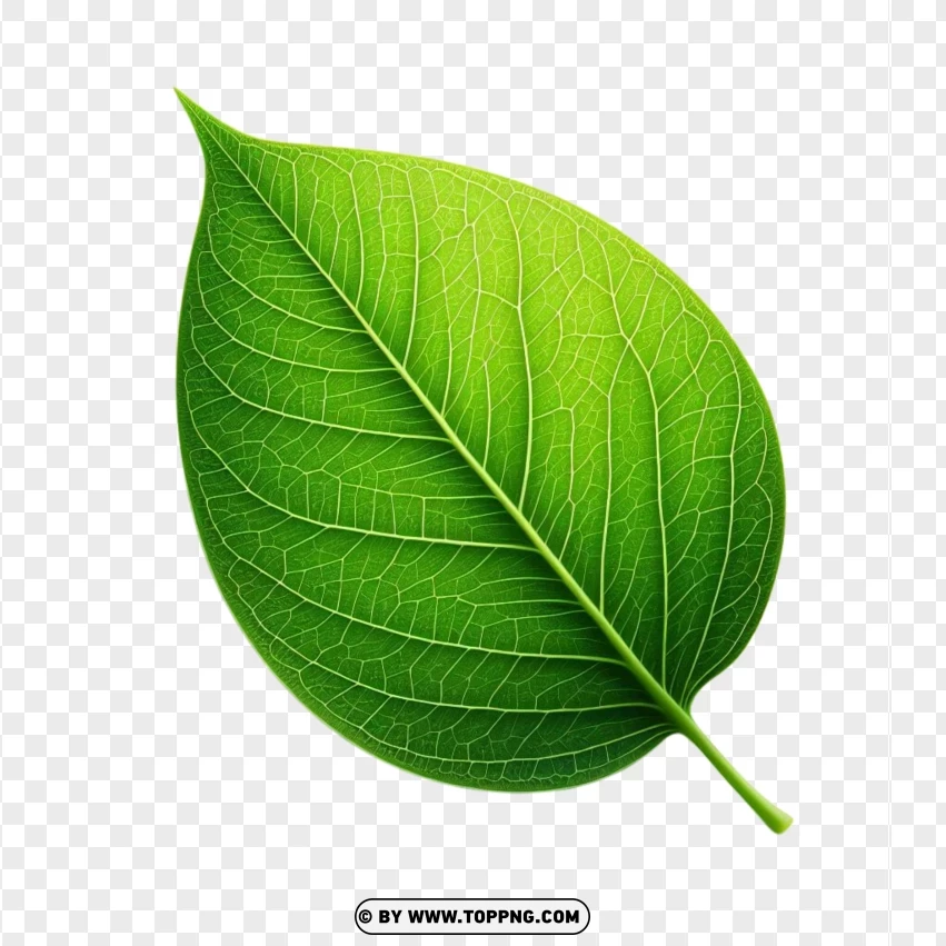 Green Leaf With Detailed Veins PNG Transparent Background