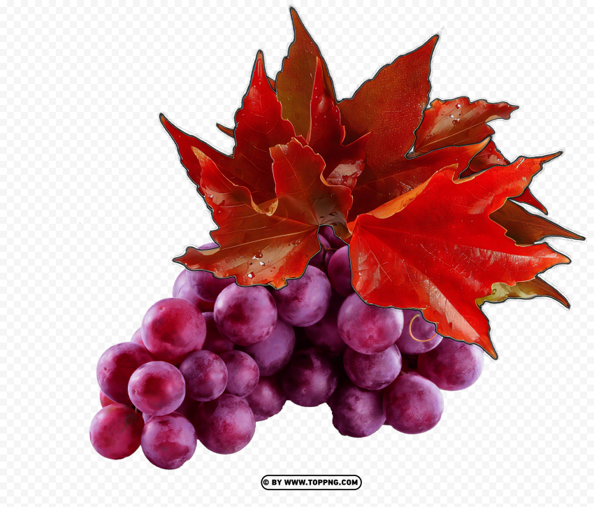 Vine Red Grapes Without PNG Transparent Background