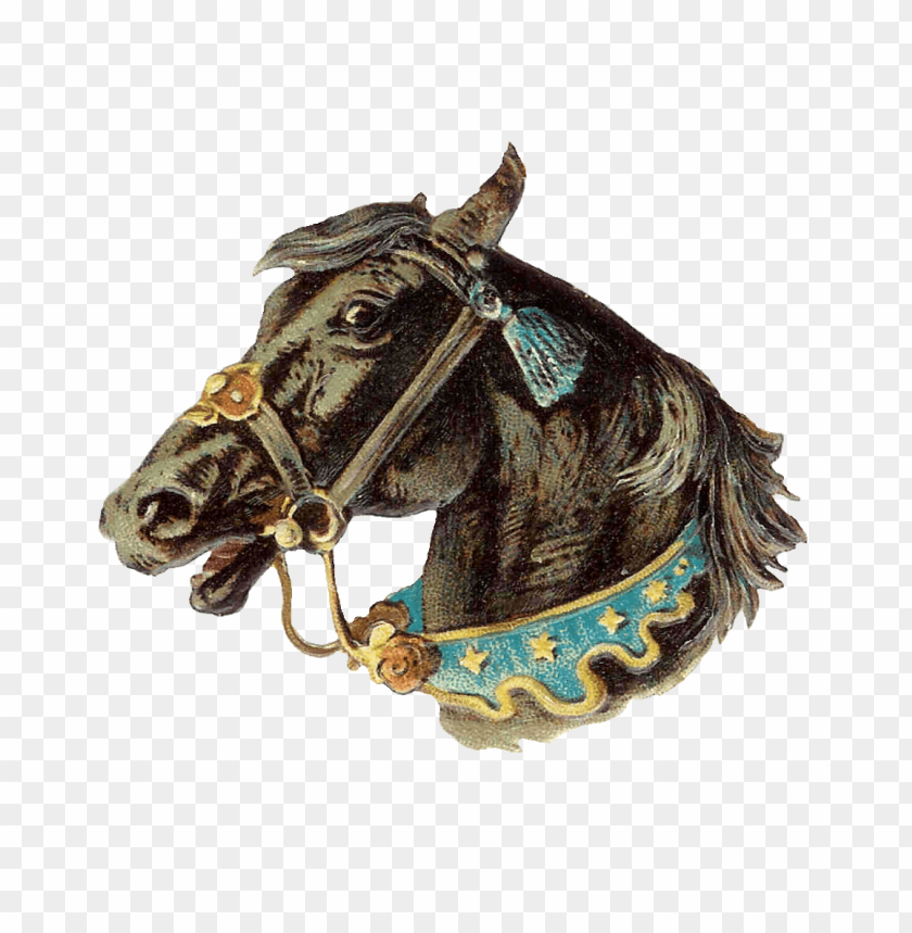 animals, horses, vintage horse head, 