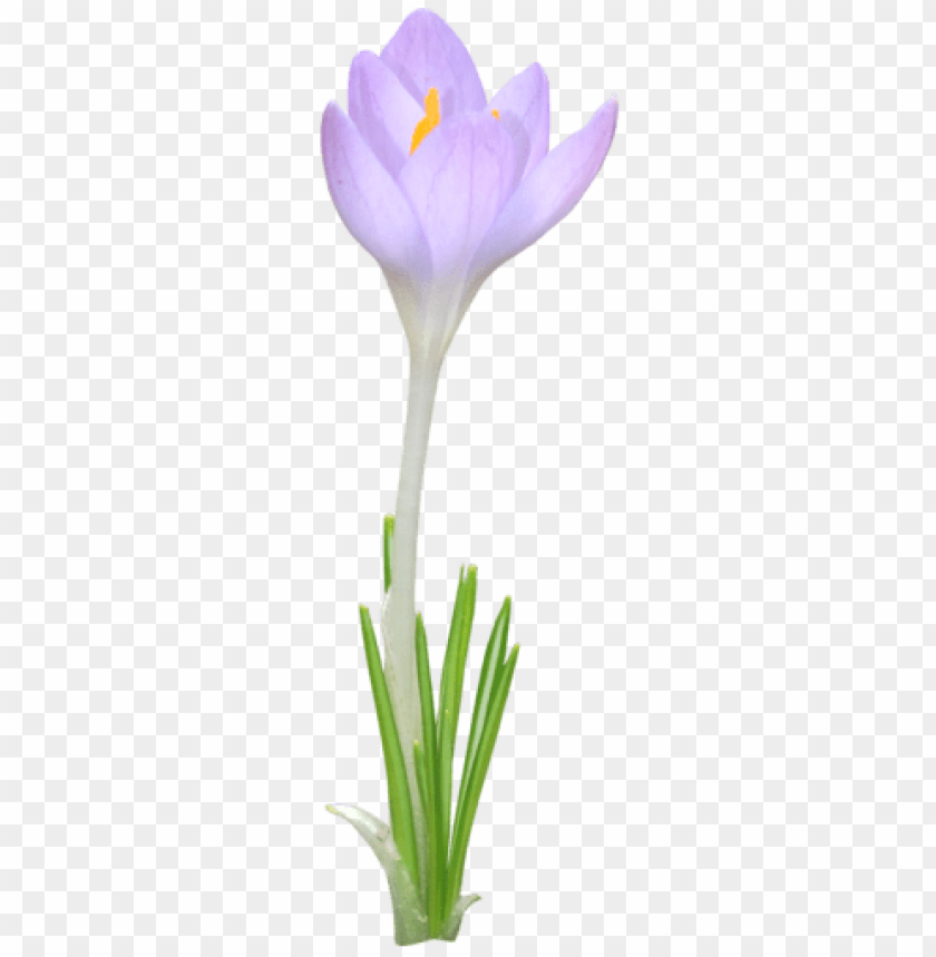 violet crocus