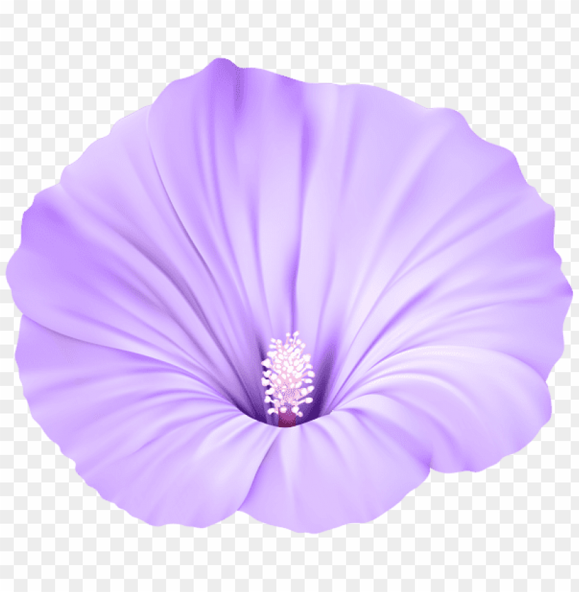 violet flower