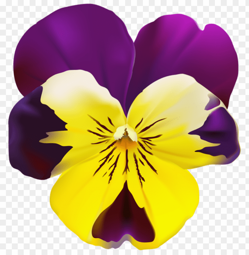 violet flower