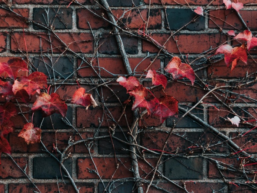 red ivy leaves, brick wall, nature decor, urban foliage, wall climbing plants