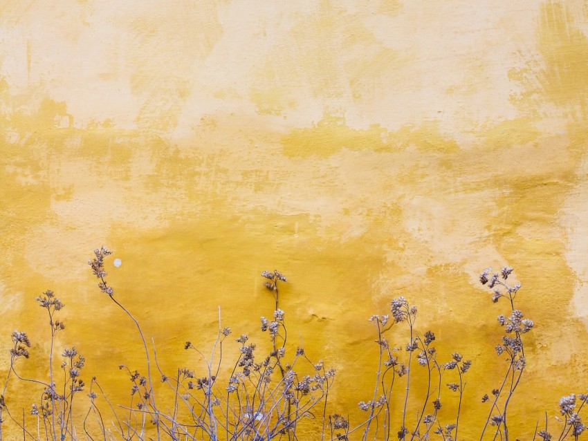 wall, plants, spots, yellow