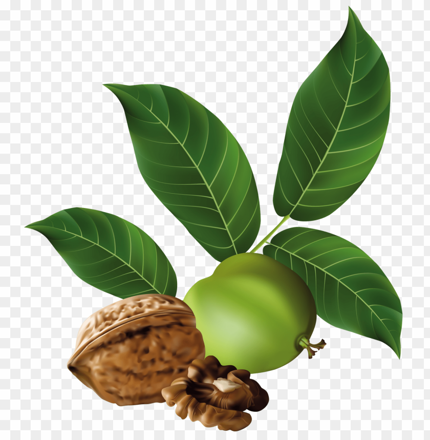 
walnut
, 
juglans regia
, 
seed of a drupe
, 
drupaceous nut
, 
botanical nut
