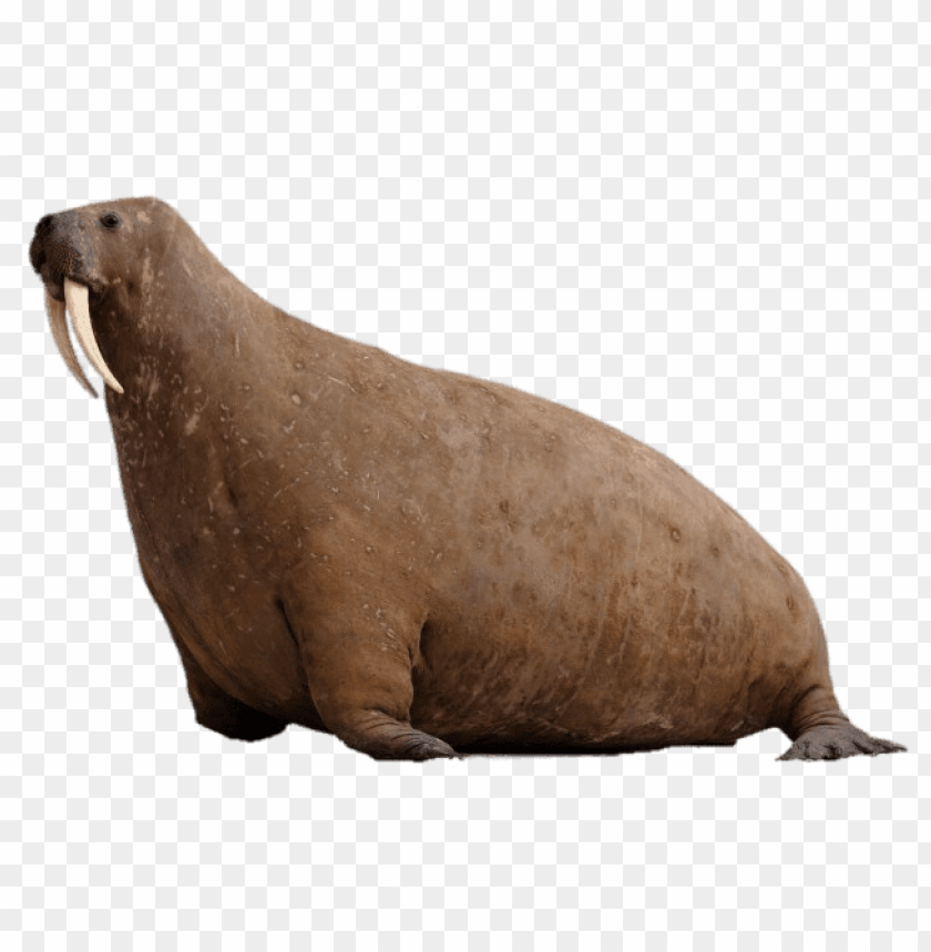 animals, walruses, walrus at horniman museum, 