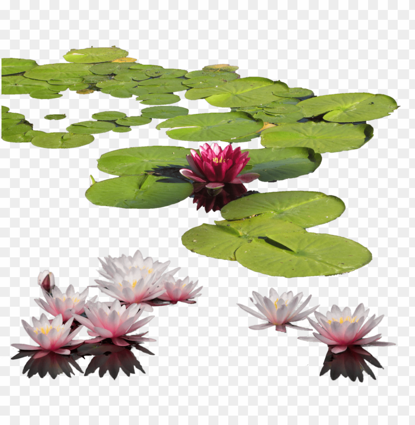 flower,waterlily, lily, nenuphar,waterlily,زنبق الماء,