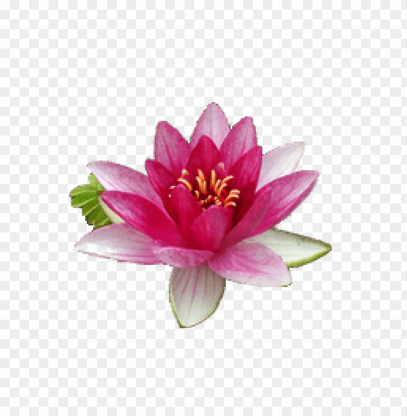 flower,waterlily, lily, nenuphar,waterlily,زنبق الماء,