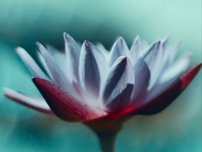 water lily, flower, petals, macro