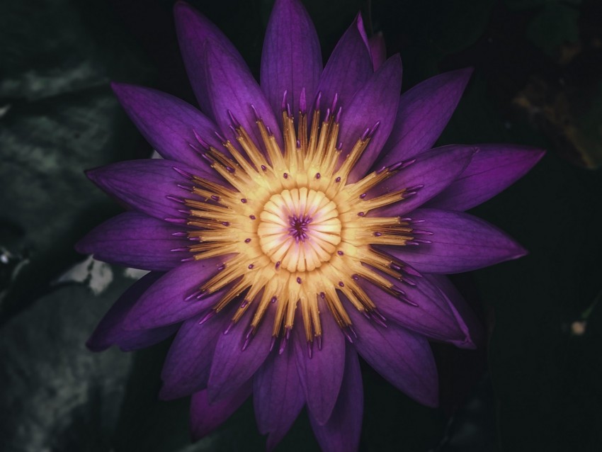 Water Lily Flower Plant Petals Purple Dark Background