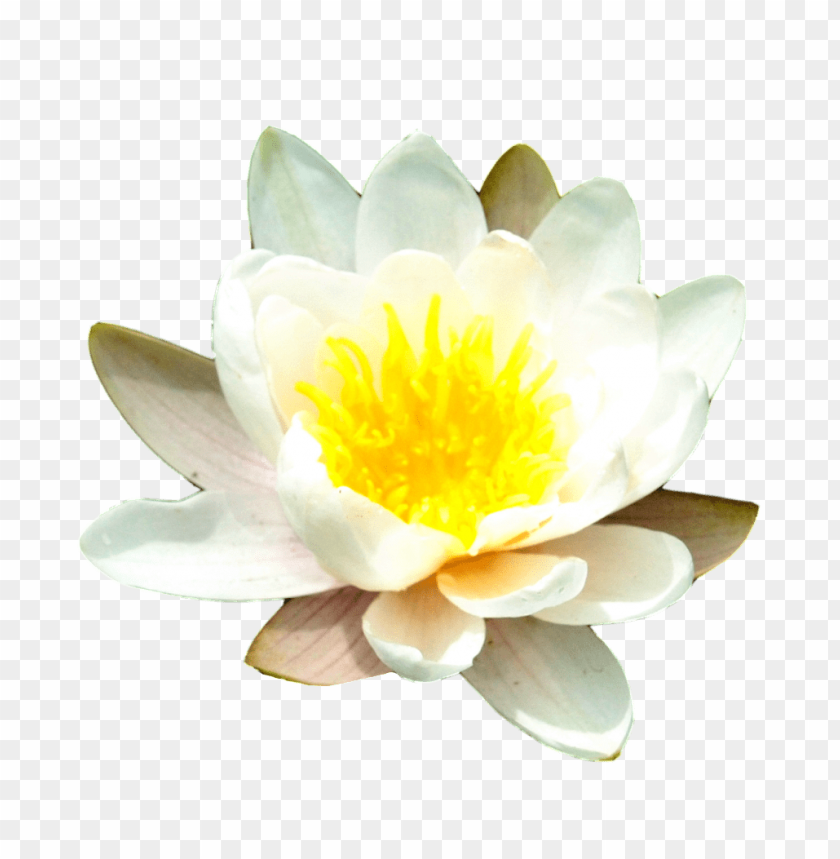 flower,waterlily, lily, nenuphar,waterlily,زنبق الماء,