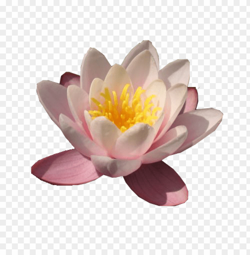 flower,waterlily, lily, nenuphar,waterlily,زنبق الماء,