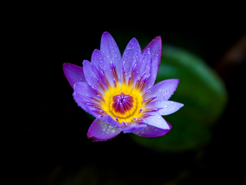 water lily, lilac, bloom, drops