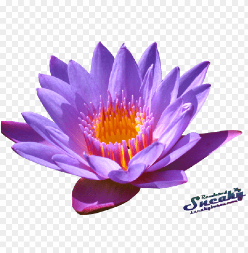 Water Lily, Aquatic Plant, Flowering Plant, Pond Plants, Garden Decoration