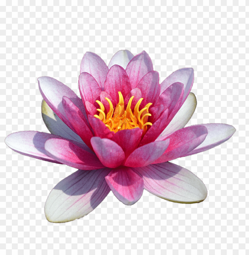 flower,waterlily, lily, nenuphar,waterlily,زنبق الماء,