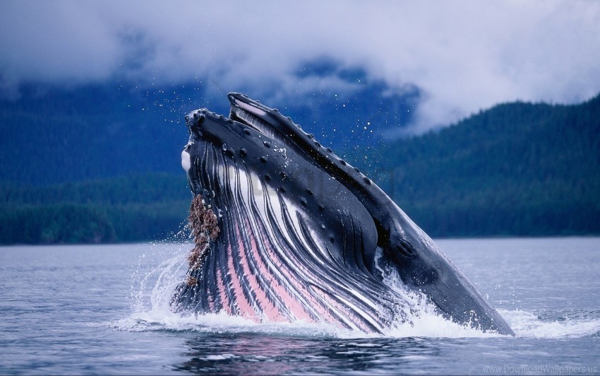 whale, marine life, ocean, wildlife, water, nature, animal