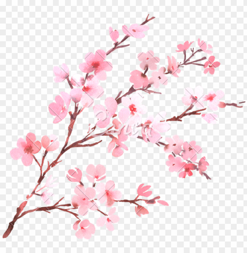 cherry blossom tree, cherry blossom branch, cherry blossom flower, watercolor tree, pine tree branch, tree branch silhouette