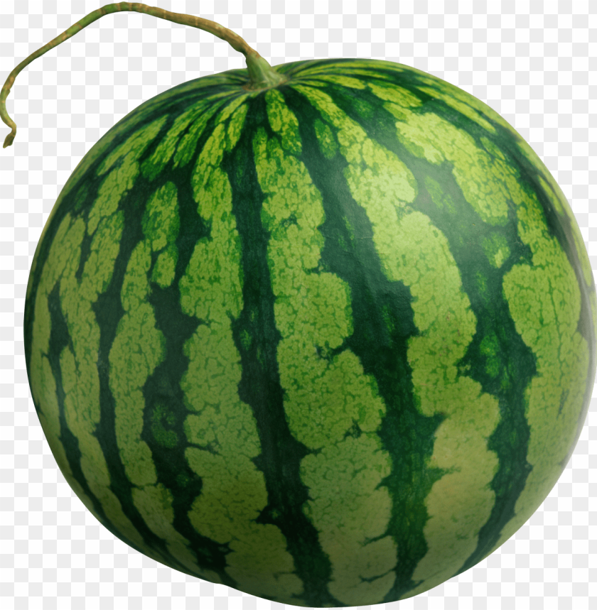 
watermelon
, 
hairy pinnately-lobed leaves
, 
yellow flowers
, 
large
, 
green
, 
yellow spots
, 
sweet
