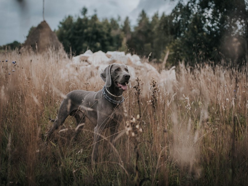 weimaraner, dog, grass, walk