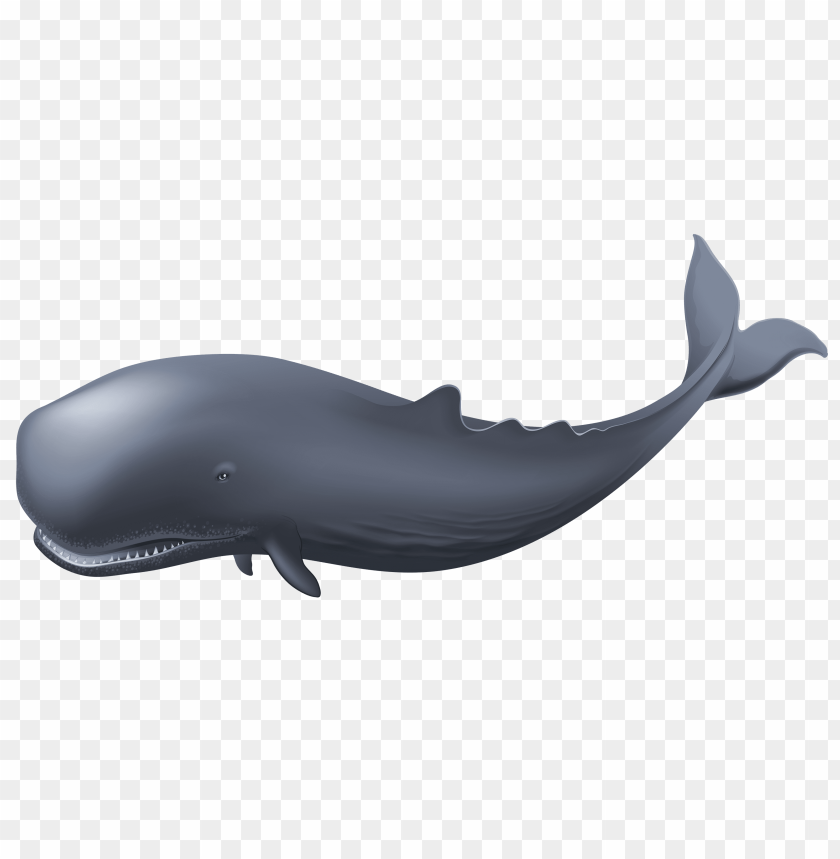 animals, sea animals, whale, 