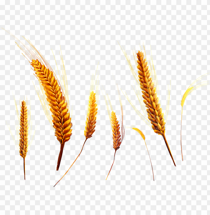 Golden wheat ears in various sizes, symbolizing harvest and abundance PNG