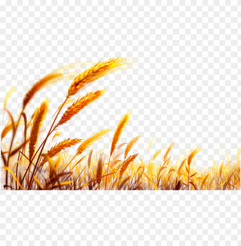 Golden wheat field with beautiful tall grass swaying in the breeze PNG