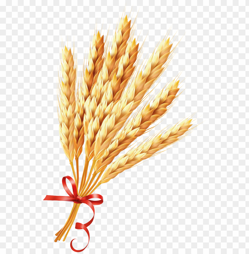 Bunch of wheat ears tied with a red ribbon on a transparent background PNG