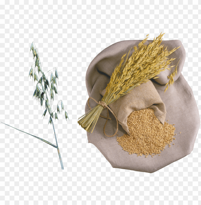 Bundle of wheat and a bag of grain on a neutral background PNG