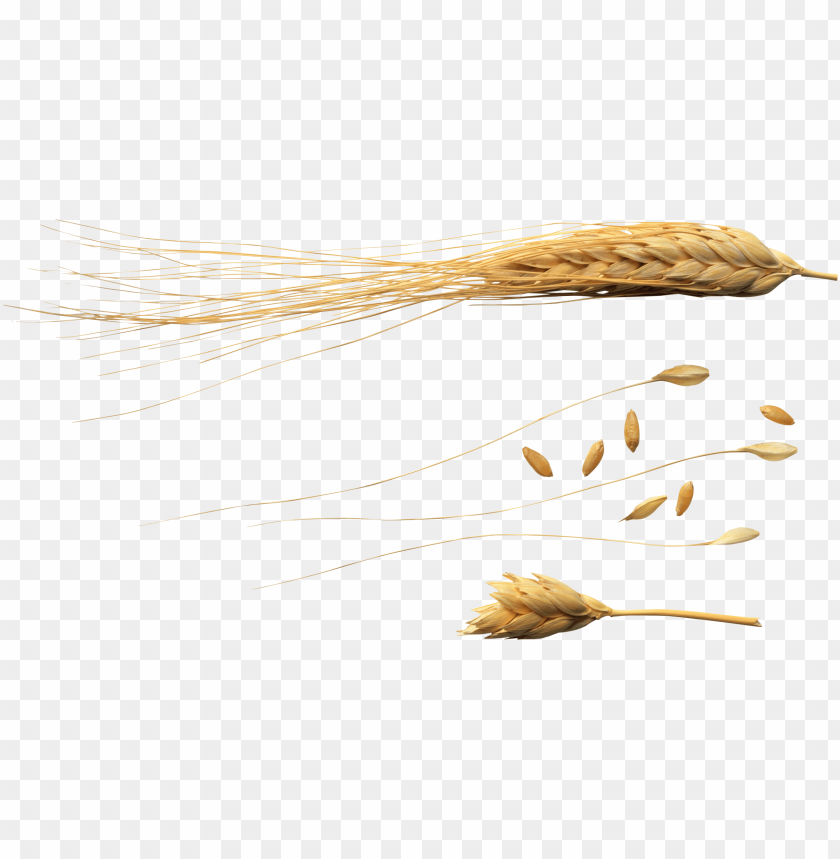 Various wheat stalks and grains on a transparent background PNG