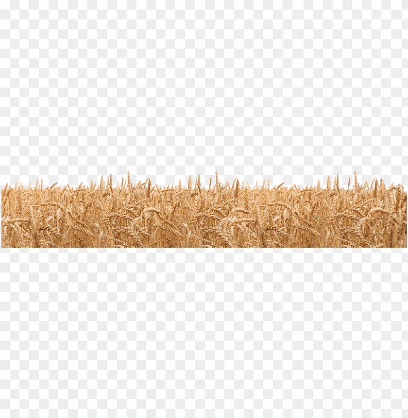 Golden wheat field at harvest with a transparent background PNG