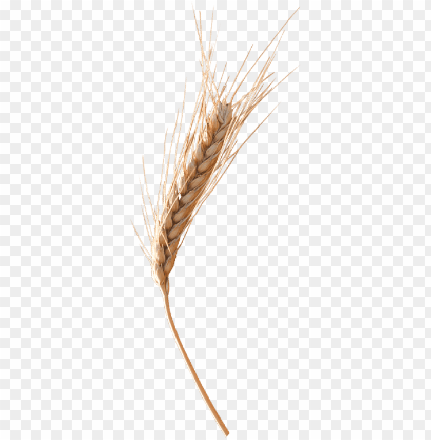 Single wheat stalk with golden grains on a transparent background PNG