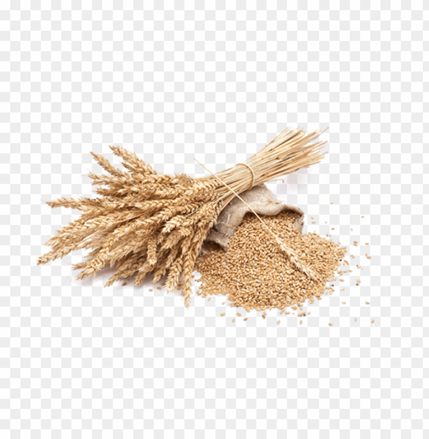 Bundle of wheat stalks with scattered grains on a surface PNG