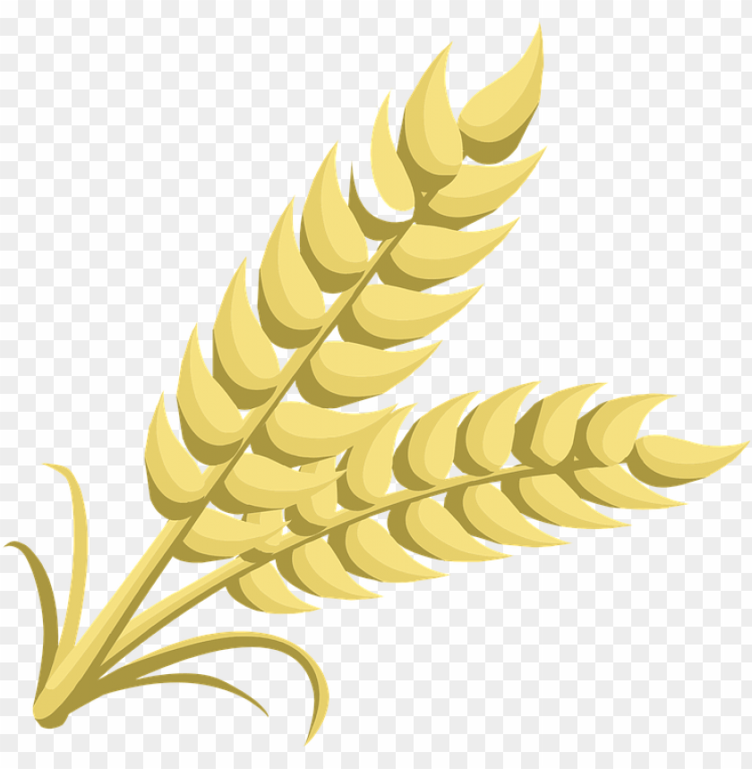 wheat png, download png image with transparent background, png image wheat png, free png image,wheat,corn,grist

