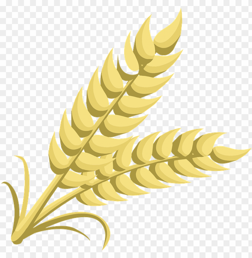 Illustration of golden wheat ears with green stems PNG