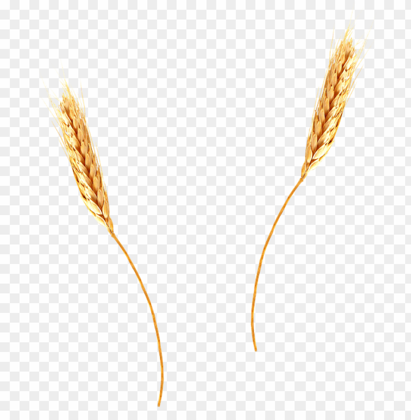 Two golden wheat stalks in a transparent background PNG