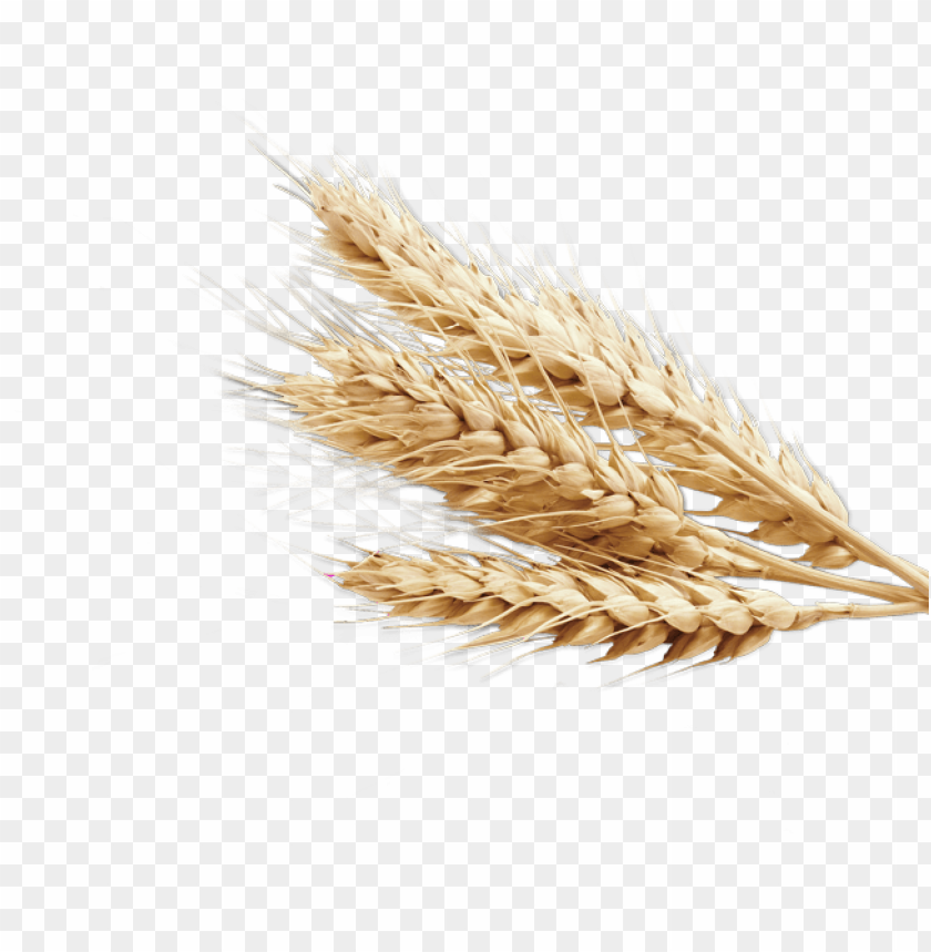 A cluster of wheat stalks with golden grains on a transparent background PNG