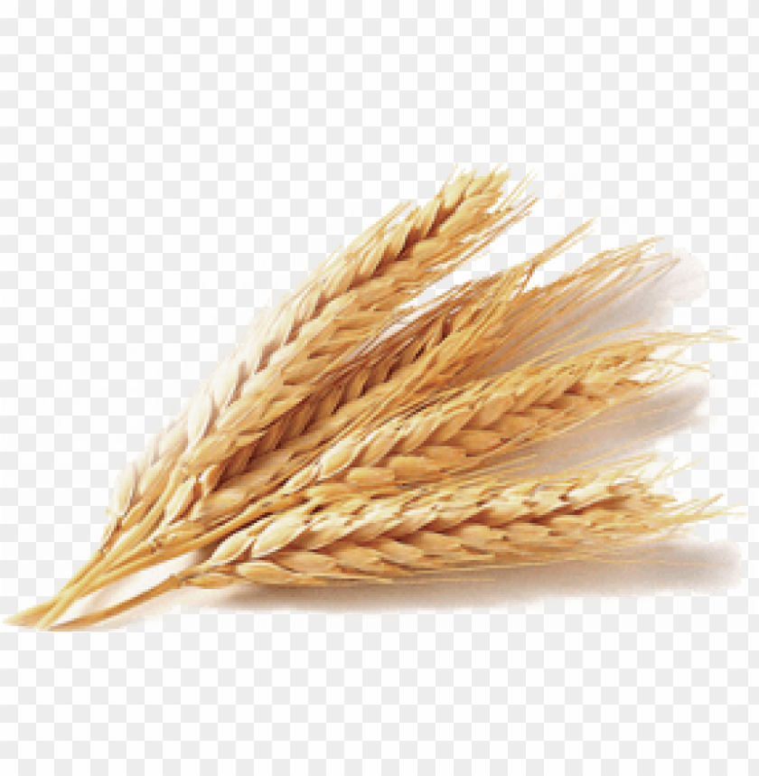 A bunch of golden wheat stalks arranged creatively PNG