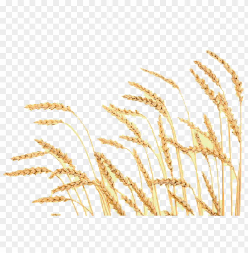 A cluster of golden wheat stalks against a transparent background PNG