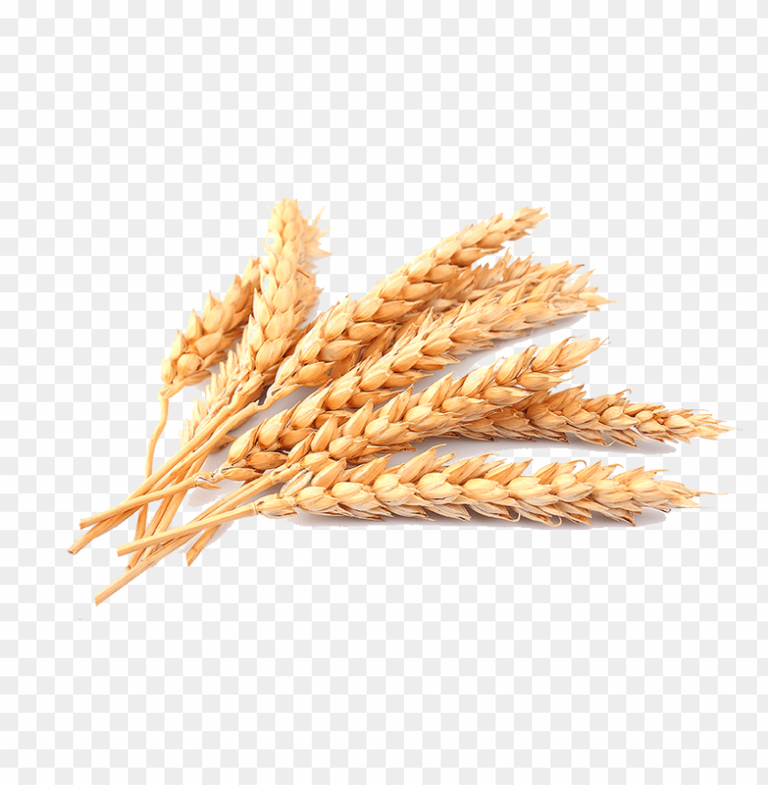 A bunch of golden wheat stalks on a transparent background PNG