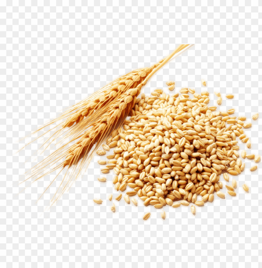 A pile of golden wheat grains beside wheat stalks PNG