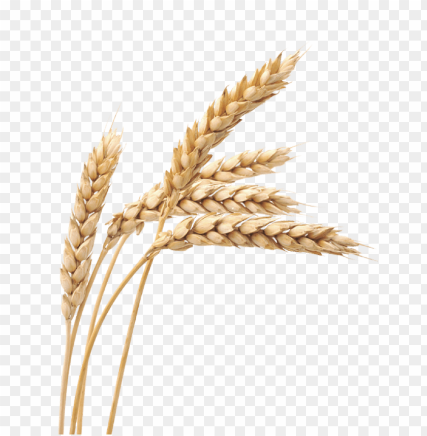 wheat png, download png image with transparent background, png image: wheat png, free png image, wheat