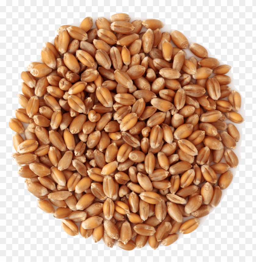 Close-up of wheat seeds arranged in a circular shape PNG