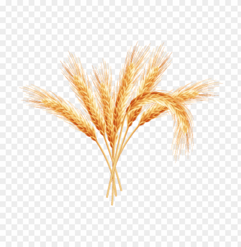 A bundle of golden wheat stalks on a transparent background PNG