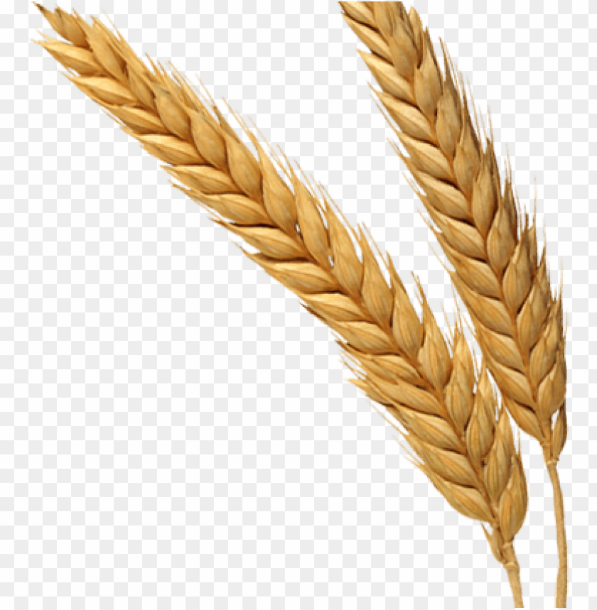 Two golden wheat stalks with a transparent background PNG