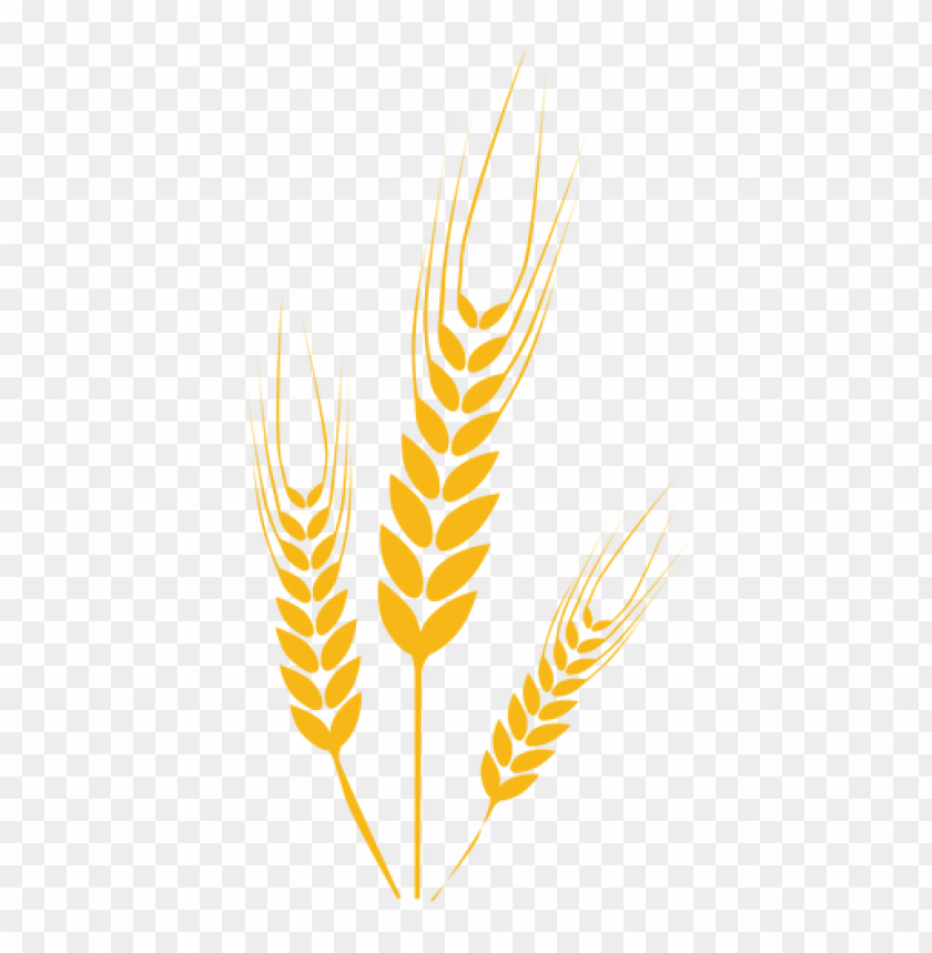 Three golden wheat stalks on a transparent background PNG