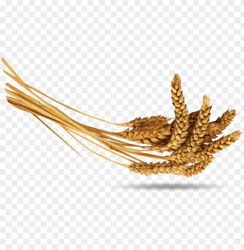 Golden wheat stalks on a transparent background PNG