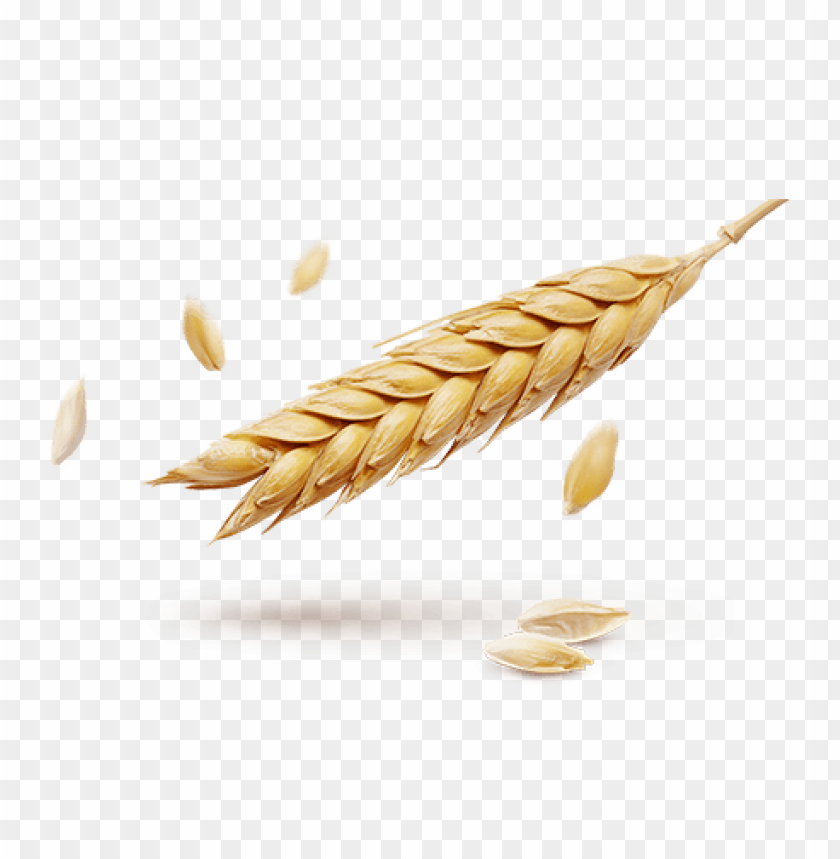 Golden wheat ear with scattered seeds on a transparent background PNG