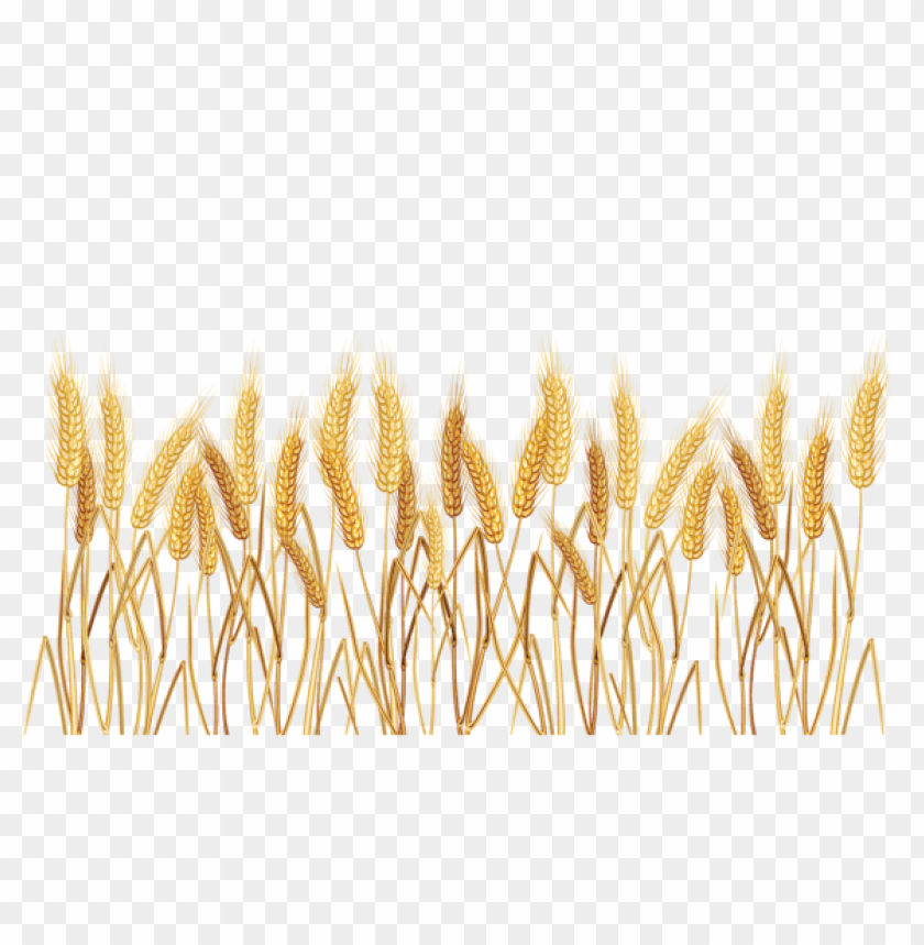 Golden wheat stalks in a field on a transparent background PNG